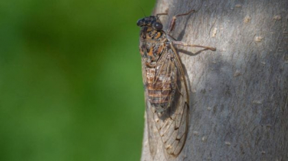 Ce sunt insectele care au invadat Bucureștiul și cât de dăunătoare pot fi