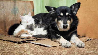 Când animalele nu votează, dar suferă. Ce prevede prima lege care va asigura cu adevărat protecția lor