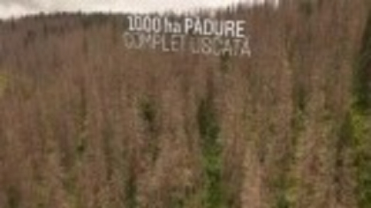 Pădurile României dispar, uscate, distruse și tăiate. Campania „Uscați de nepăsare” a ajuns pe masa lui Nicușor Dan