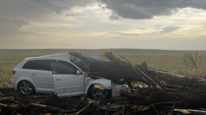 Patru persoane, printre care doi copii, internate după ce un copac a căzut peste autoturismul în care se aflau