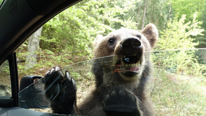 Câți urși sunt în România și ce nu e bine să faci când te întâlnești cu animalul: „Este o mașinărie infernală de ucis atunci când se simte amenințat”