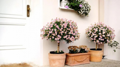 7 trucuri feng shui pe care nu le folosești, dar care îți pot schimba viața începând chiar de astăzi