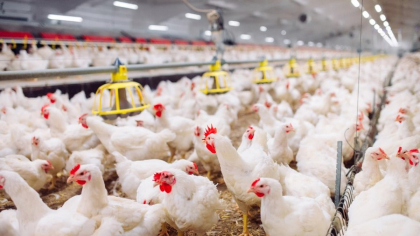 Cel mai mare exportator de carne de pasăre din lume nu mai poate livra către UE. Țara, grav afectată de gripa aviară