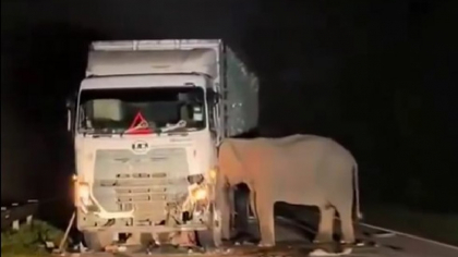 Durerea unei mame-elefant: nu s-a desprins de puiul lovit mortal de un camion. „Înțeleg conceptul de moarte”