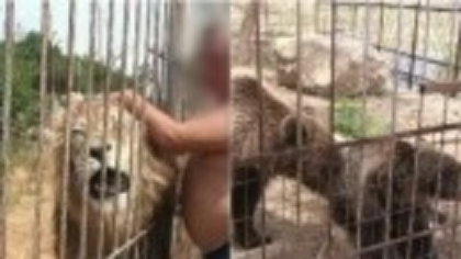 Un bărbat din Dâmbovița și-a făcut grădină zoo în curtea casei, cu lei, tigri și maimuțe. Primea și vizitatori contra cost