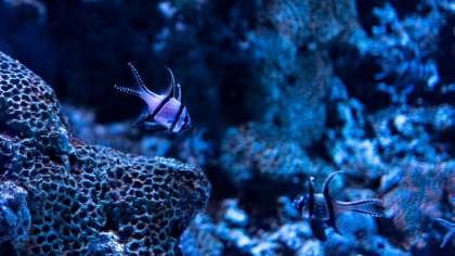 Omenirea a explorat sub 1% din podeaua oceanică. Știm mai multe despre Marte
