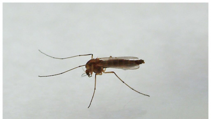 Virusul West Nile în România: 30 de cazuri de infecție. Care este categoria cea mai vulnerabilă