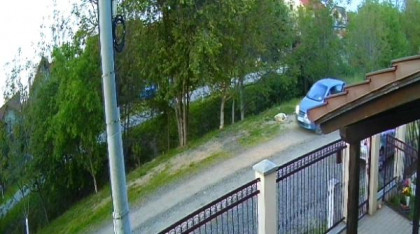 Un câine fără stăpân ar fi fost împușcat pe o stradă din Timișoara. Polițiștii au un suspect