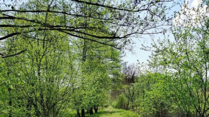 Mocănița oltenească s-ar putea transforma într-un magnet pentru turiști! Traseul pe care cu toții vom dori să îl parcurgem