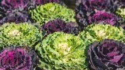 Brassica ornamentală: Varza decorativă care colorează grădina toamna