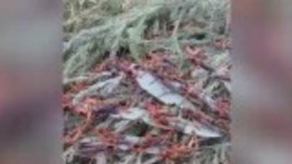 Invazie „apocaliptică” de lăcuste în Delta Dunării. Localnicii se plâng că au devorat totul în cale și cer ajutor