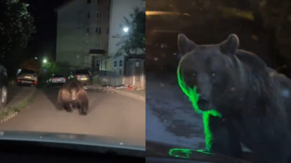 Imagini șocante! Un urs uriaș a fost filmat pe o stradă din Predeal