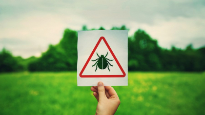 Plante care te scapă de căpușele din grădină. Sunt soluția genială pentru a alunga insectele