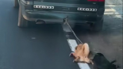 Scene greu de privit. Un tânăr care și-a târât câinii cu lanțul de mașină, acuzat de schingiuirea animalelor. Cum și-a justificat actul de cruzime