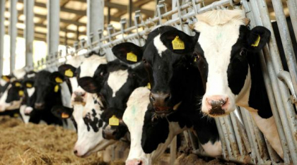 Premieră: Caz izolat de POX, variolă ovină, confirmat în România