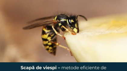 Scapă de viespi – metode eficiente de combatere și prevenire