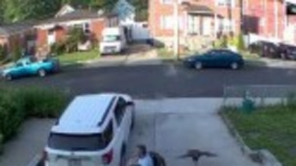 Un curcan furios a atacat un bărbat în New York. Cum a reușit să scape victima