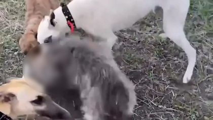 Imagini șocante. Un tânăr, care și-a asmuțit câinii de vânătoare asupra unui alt animal, s-a ales cu dosar penal