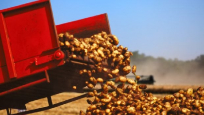 Cartofii timpurii românești au ajuns să coste 60 de bani pe kilogram, dar riscă să se strice în remorcile camioanelor: nu-i ia nimeni nici gratis