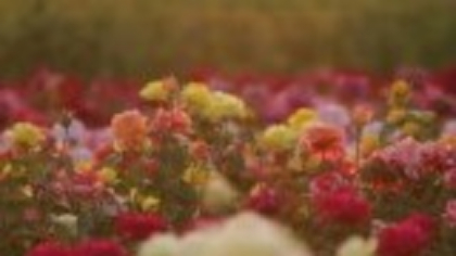 Festival de culoare în Ciumbrud, satul trandafirilor. Zeci de oamenii au venit să fotografieze peste 200 de soiuri
