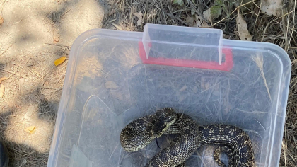 Un balaur dobrogean, capturat lângă o gară de pe litoral