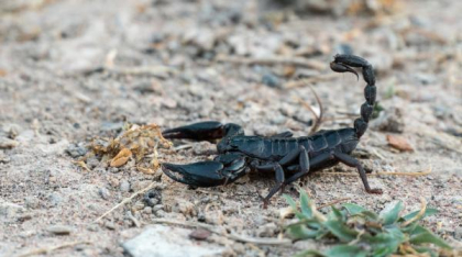 Invazie de scorpioni carpatini în zona montană a Buzăului. Turiștii sunt speriați