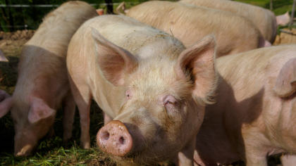 Avertisment urgent emis cu privire la creșterea animalelor. Deșeurile provenite din creșterea porcilor și păsărilor afectează mediul –