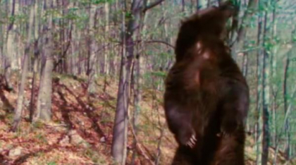 Filmare amuzantă cu „Baloo” într-o pădure din România: Un urs „face un spectacol de zile mari în faţa unei camere de monitorizare”