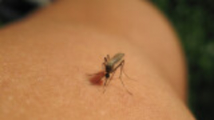 Două cazuri de virus West Nile depistate în Timiş. Unul dintre pacienți, de 58 de ani, este în stare foarte gravă