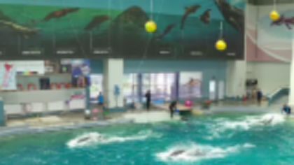 Delfinariul din Constanţa şi-a redeschis porţile. Vor fi aduși delfini din Ucraina. Cât costă biletele pentru adulți și copii