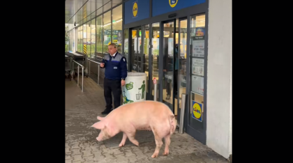 Momentul în care porc a vrut să intre într-un magazin Lidl. Paznicul, luat prin surprindere: „Doamna Cristina, vorbesc serios. Avem un porc în față. Ce fac cu el?” (VIDEO)