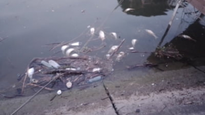 Alertă ecologică pe Dunăre. Sute de pești morți plutesc în zona Porțile de Fier. Autoritățile investighează cauza dezastrului