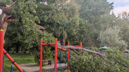 Copac prăbușit peste un loc de joacă din Parcul Tineretului: Un copil a fost la un pas de tragedie