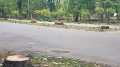 Stejarii de pe aleea de intrare în parcul Herăstrău au fost tăiați: „Nu vom afla niciodată adevăratele motive”