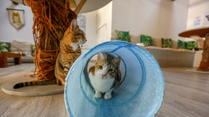 „A” de la Adopție. În București au apărut cartele de metrou care promovează adopția animalelor. Cum arată cardurile puse în vânzare