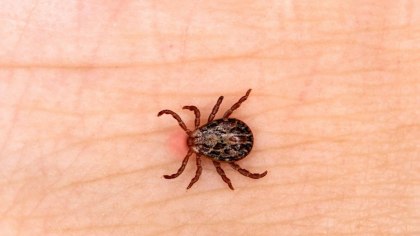 Zeci de persoane au ajuns la spital după mușcături de căpușe. Cum te poți feri de insectele periculoase