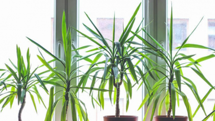 Planta care poate schimba complet aerul din casă! Nu vei mai avea nevoie de parfum de cameră