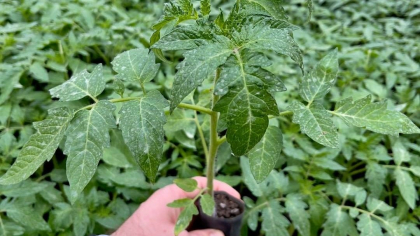 Animalele reacționează la sunetele secrete emise de plante, susțin oamenii de știință
